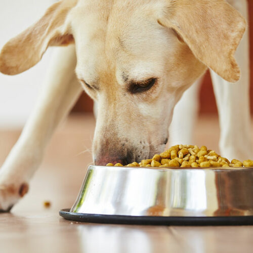 Common Causes and Early Signs of Food Allergies in Dogs