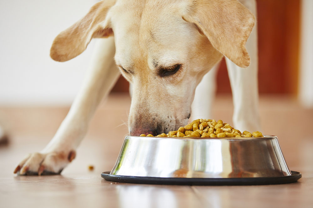 Common Causes and Early Signs of Food Allergies in Dogs