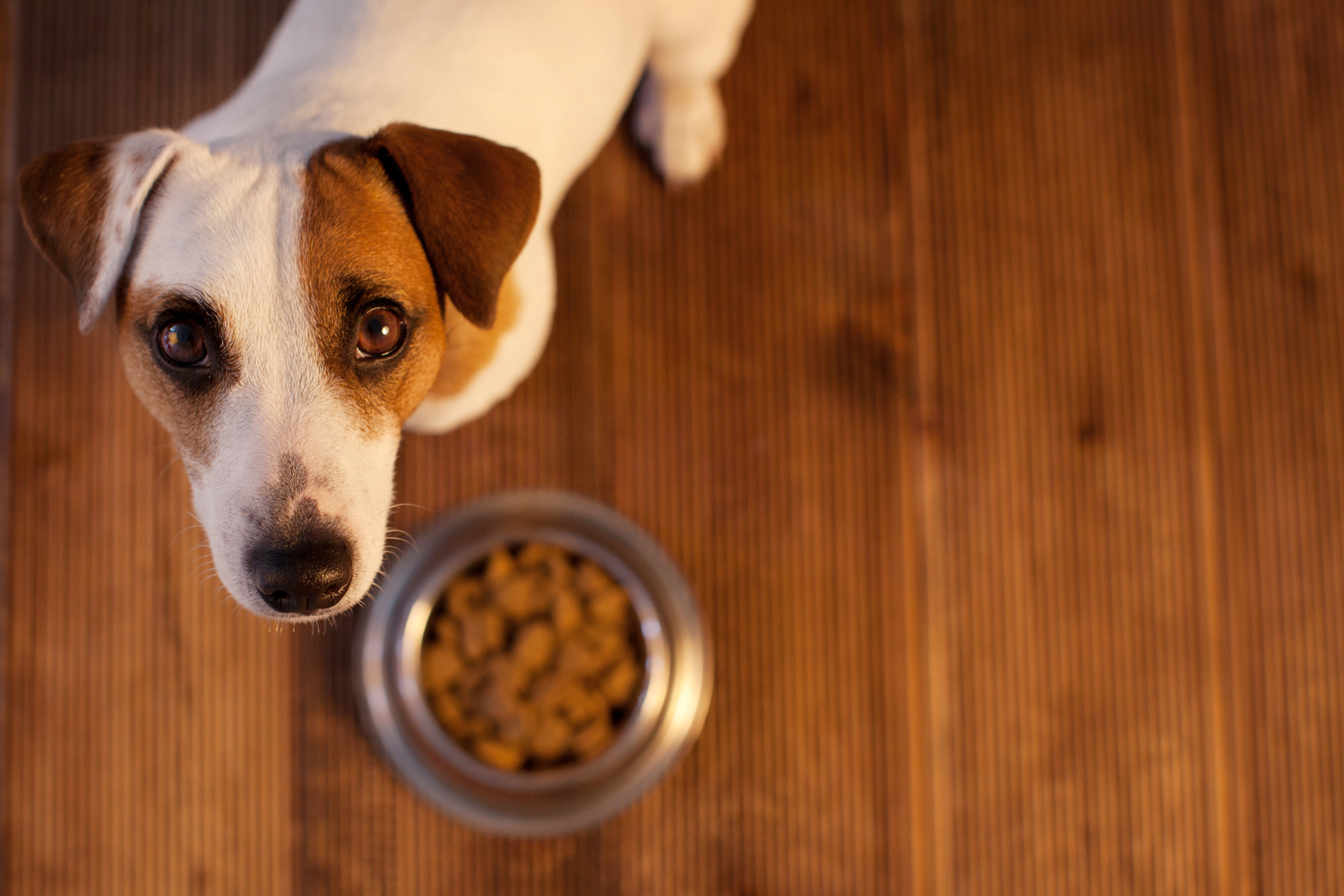 Human Foods Pets Should Avoid