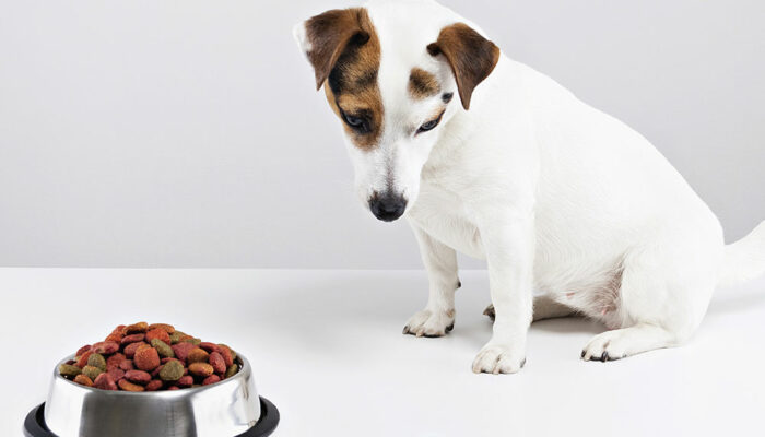 Treating Food Toxicity in Dogs and Cats