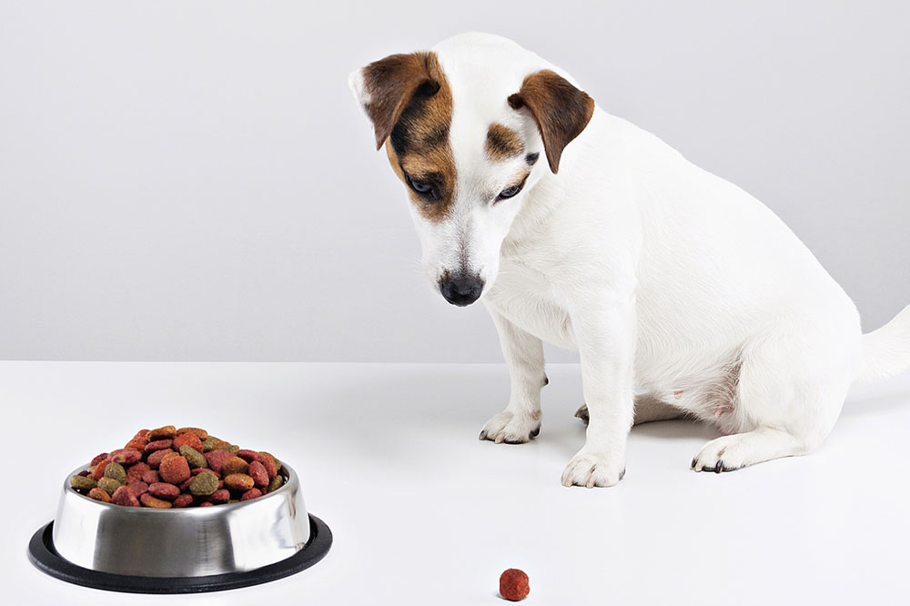 Treating Food Toxicity in Dogs and Cats