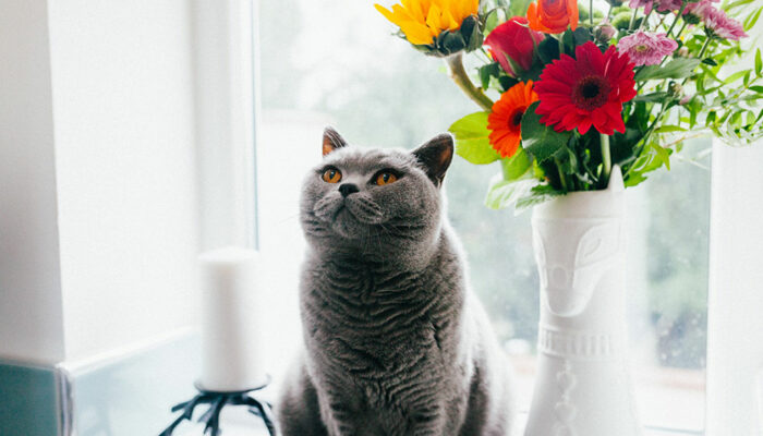 13 Toxic Houseplants for Cats