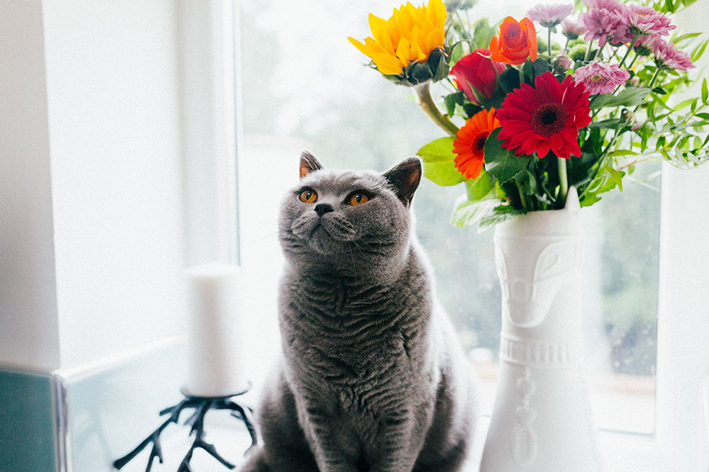 13 Toxic Houseplants for Cats