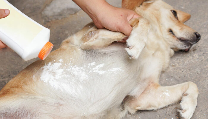 5 Natural Tips to Rid Pets of Fleas