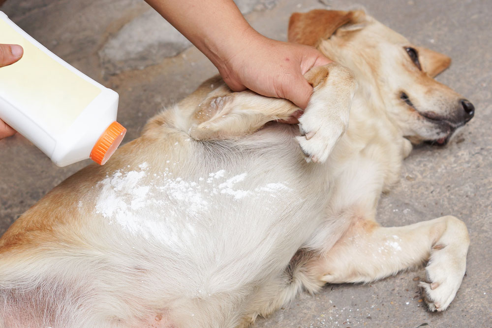 5 Natural Tips to Rid Pets of Fleas